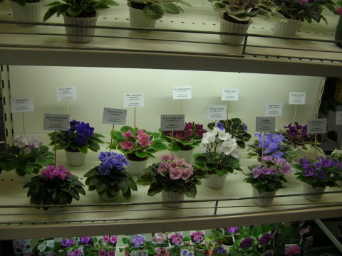 DSCN6842 - Полки с миниатюрами игоря Милёхина.jpg