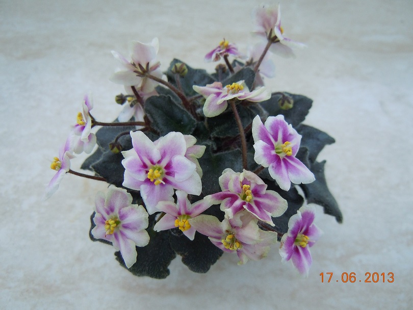 DSCN7241.JPG