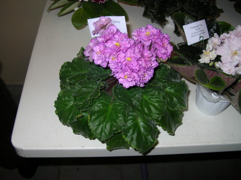 DSCN7319.jpg