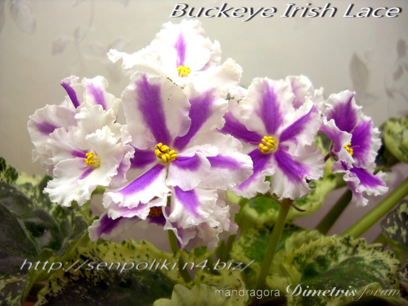 DSCN7395.jpg