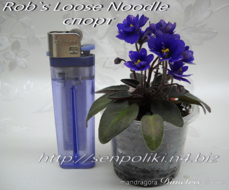 DSCN7642.jpg