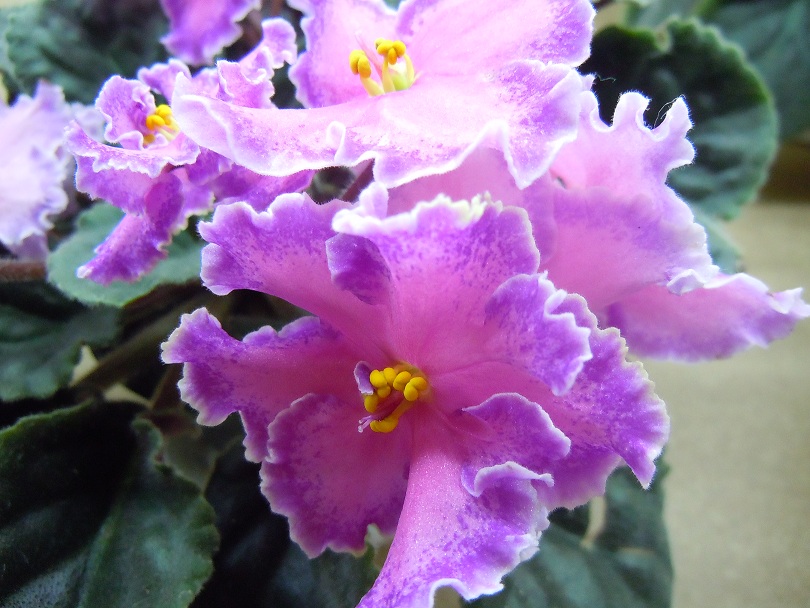 DSCN8684.JPG