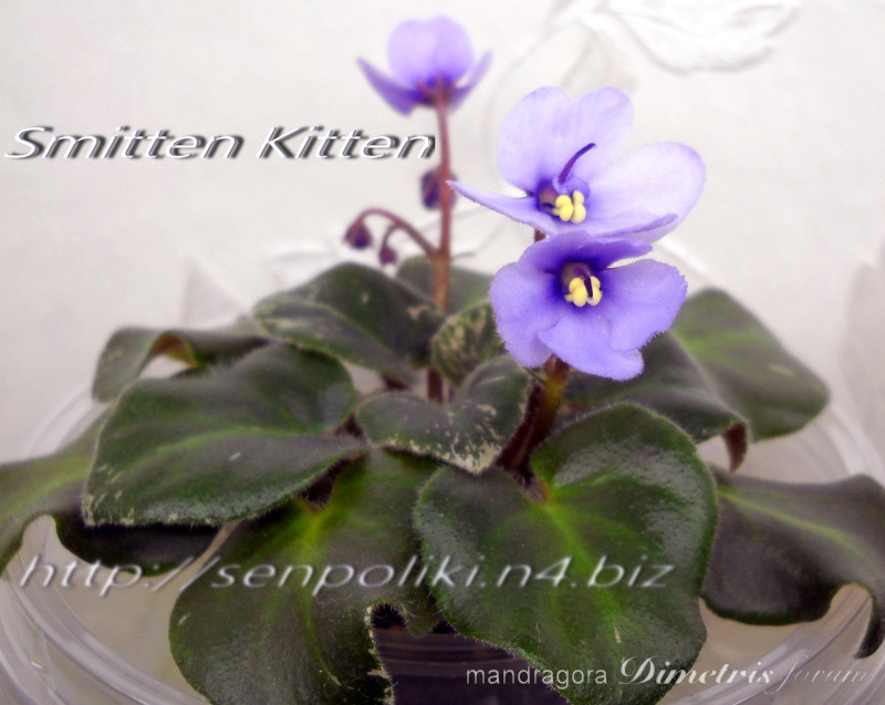 DSCN9611.jpg
