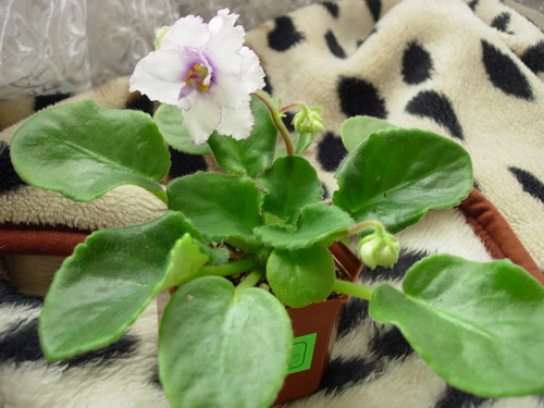 DSCN9632.jpg