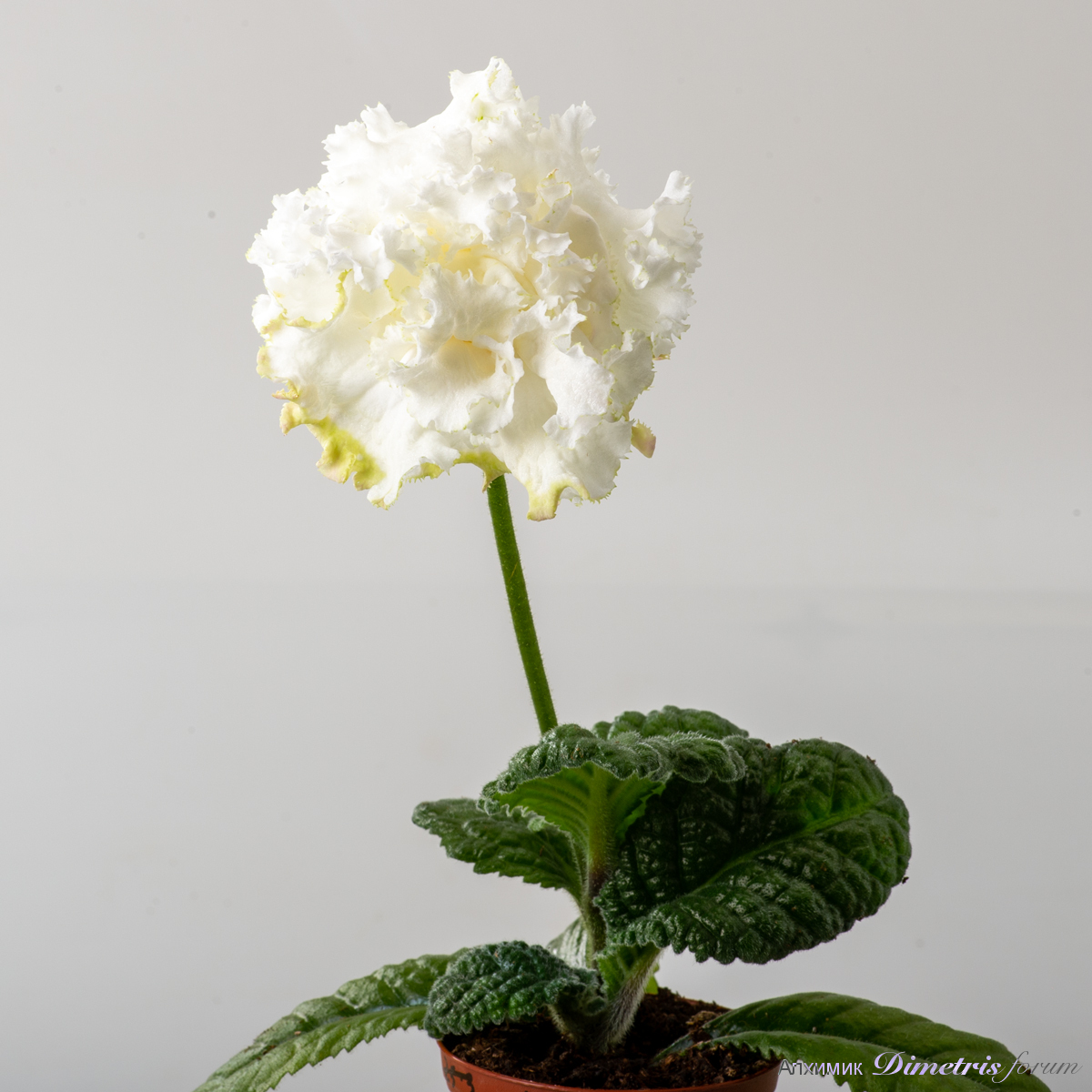 DSDS-Fairy-Streptocarpus,-2958.jpg