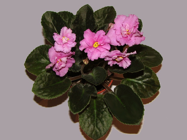 EK-Kameliya.JPG