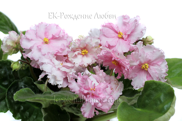 ek-rojdenie-lyubvi.jpg