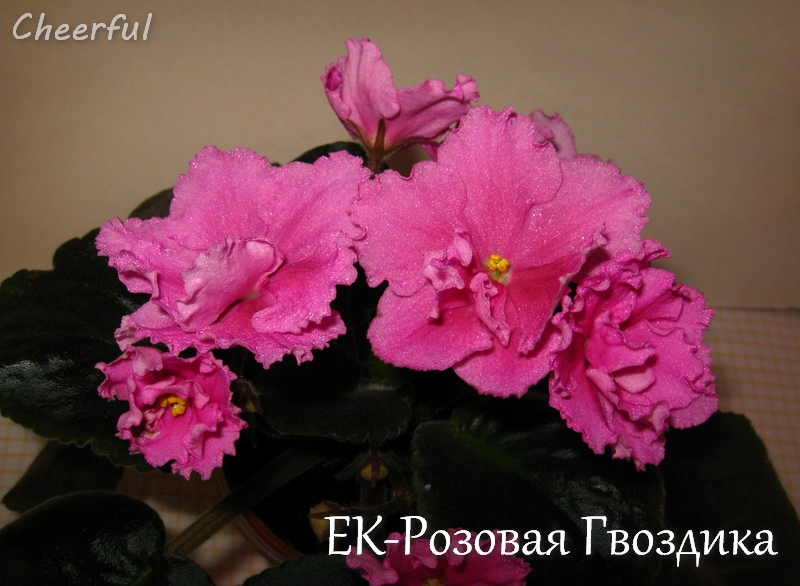 ek-rozovaya gvozdika 03.05.15.jpg