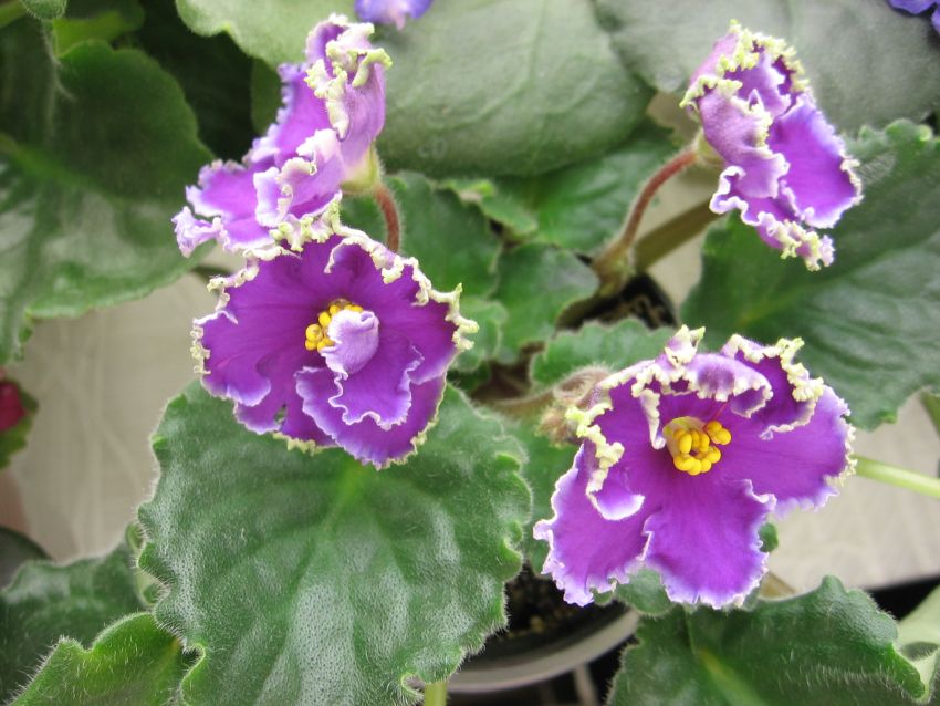 Emerald Lace_0347.jpg