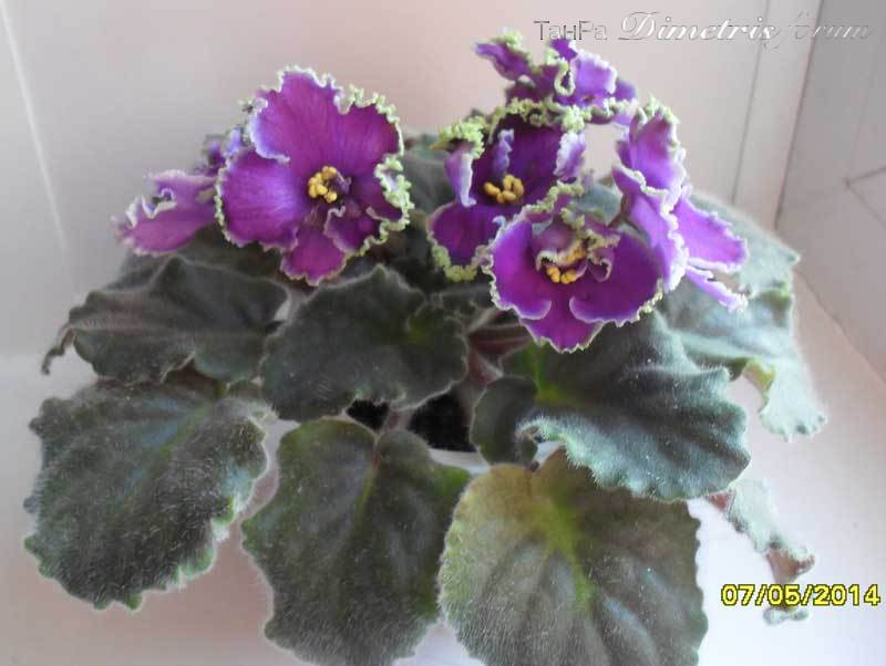 Emerald-Lace.jpg