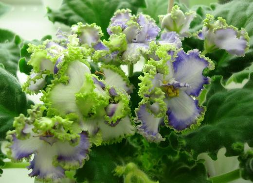 Emerald Lace Юлия Морозова DSC09519-1.JPG