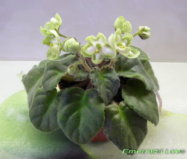 Emerald Love_k_640.jpg