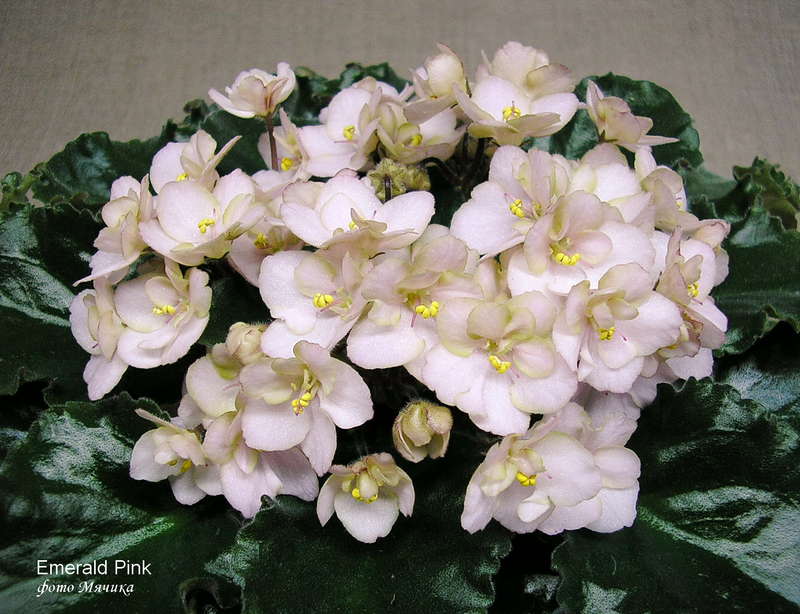 Emerald Pink1.jpg