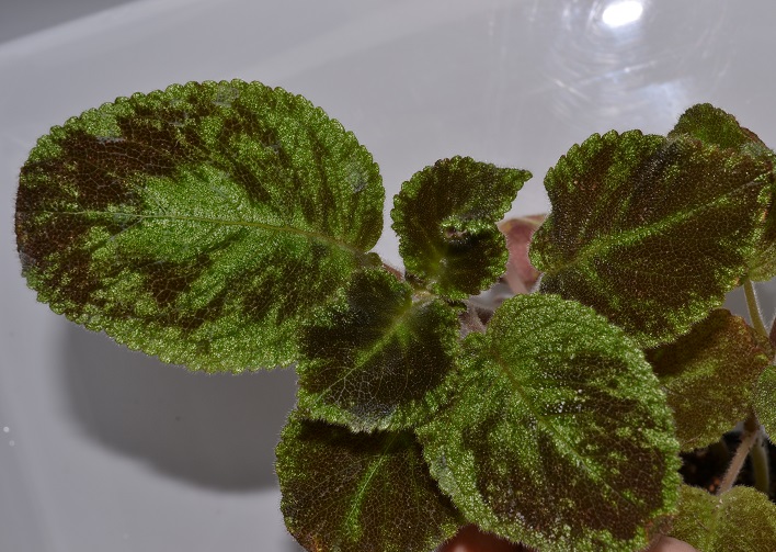 Emerald Velvet - Изумрудный бархат.JPG