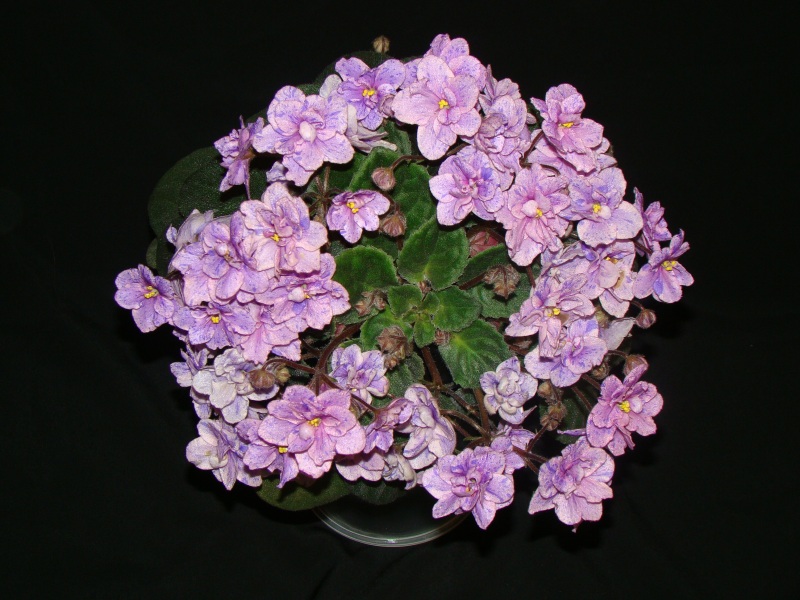 Enchanted Watercolor цветет.jpg