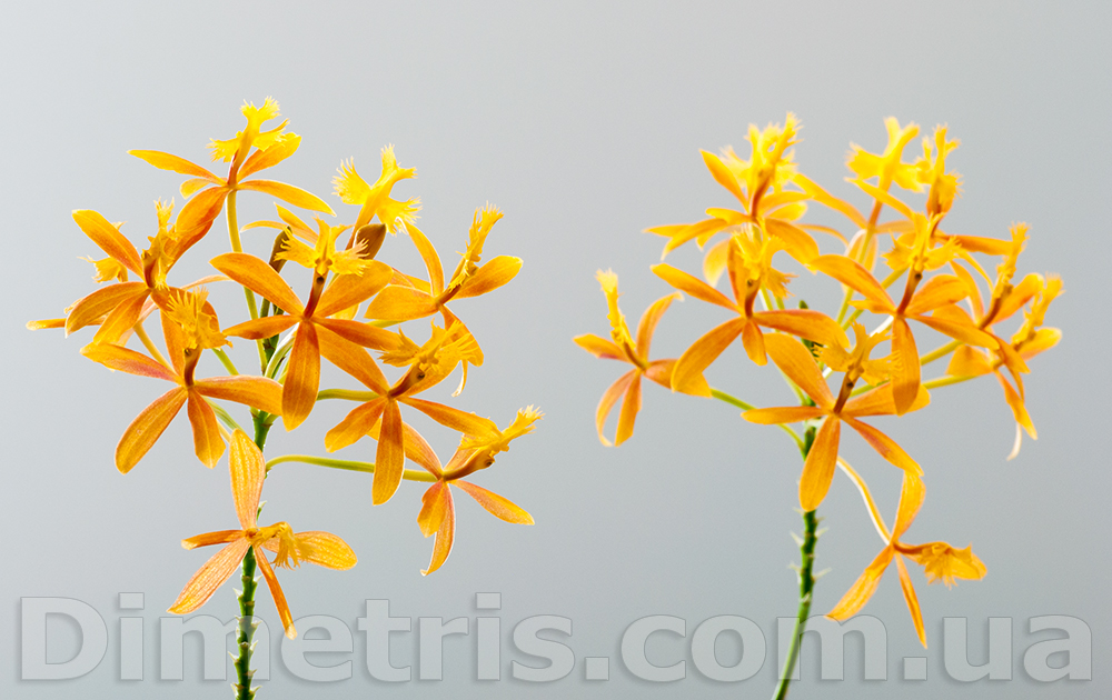 Epidendrum.jpg