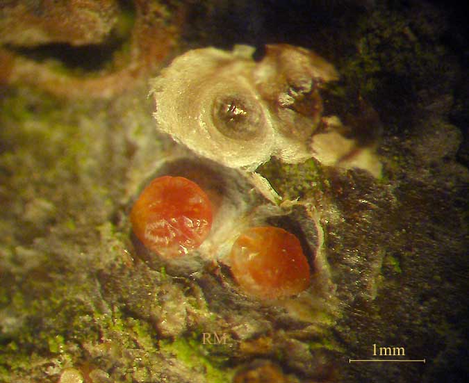 Epidiaspis leperii2.jpg