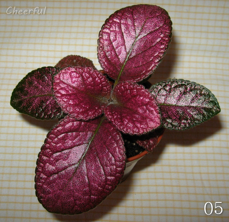 episcia  5 16.01.15.jpg