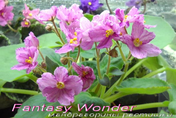 Fantasy Wonder 1.jpg