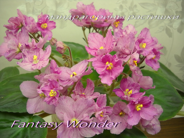 Fantasy Wonder а.jpg