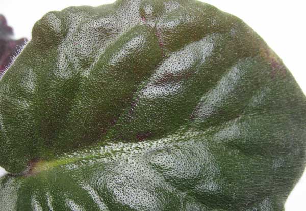 fial-012.jpg