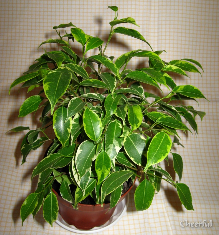 Ficus benjamina 'Kinky'.jpg