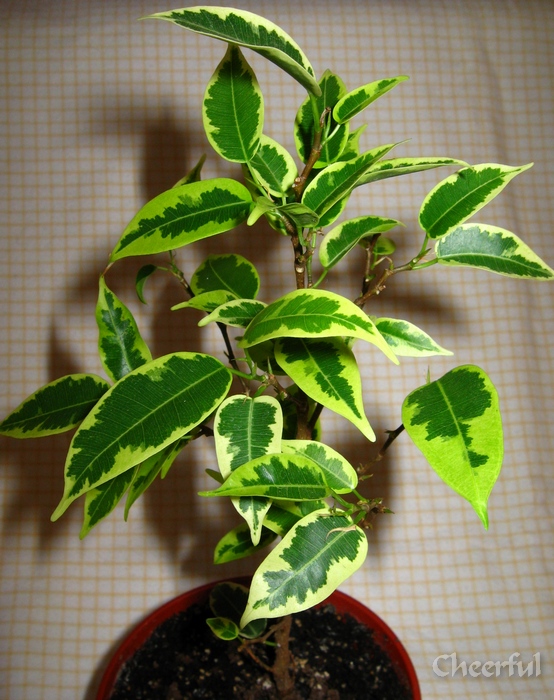 Ficus benjamina 'Nikole' ().jpg