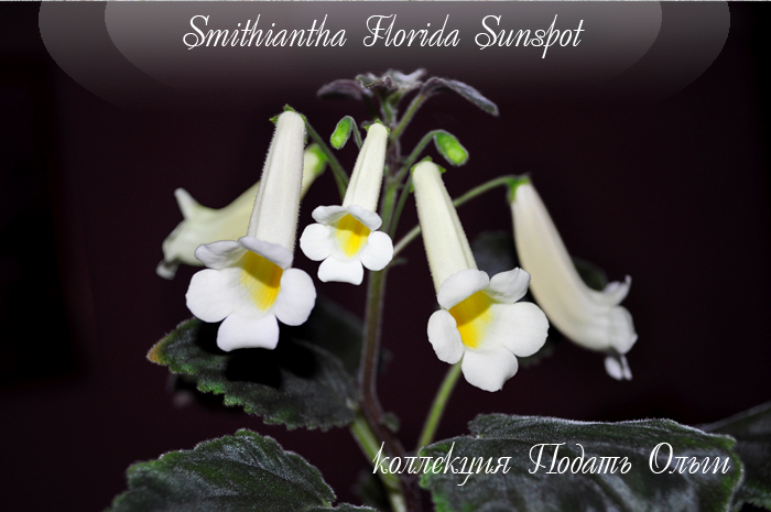 Florida Sunspot.jpg