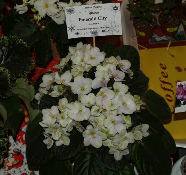 flower11.jpg