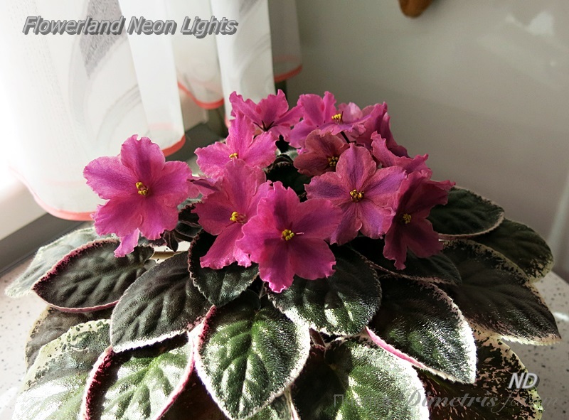 Flowerland Neon Lights.JPG