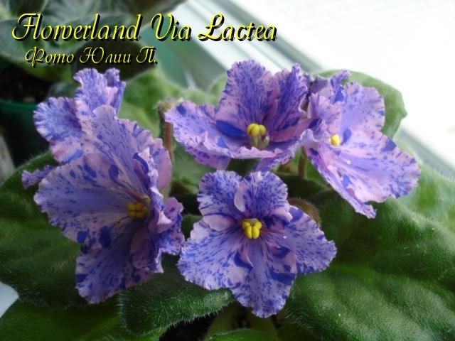 Flowerland Via Lactea (Сединина).jpg