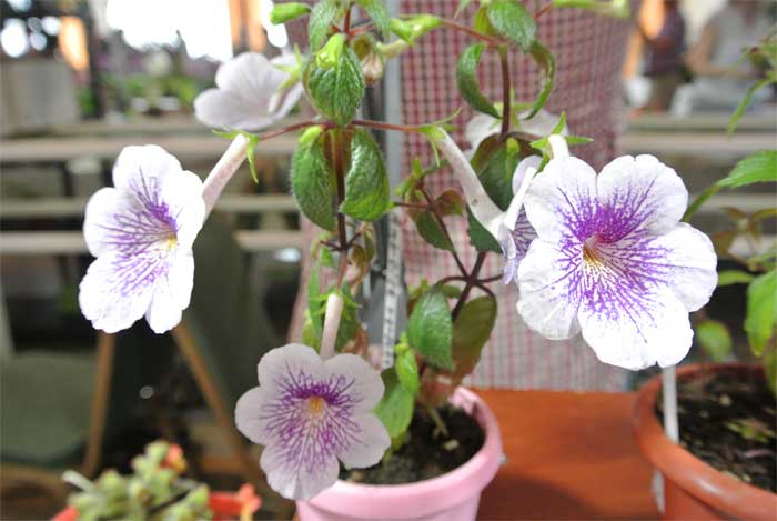 foto25.jpg
