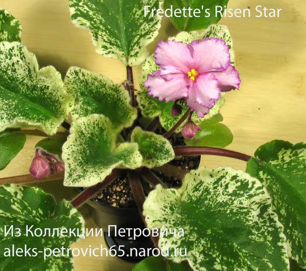 Fredette's-Risen-Star....jpg