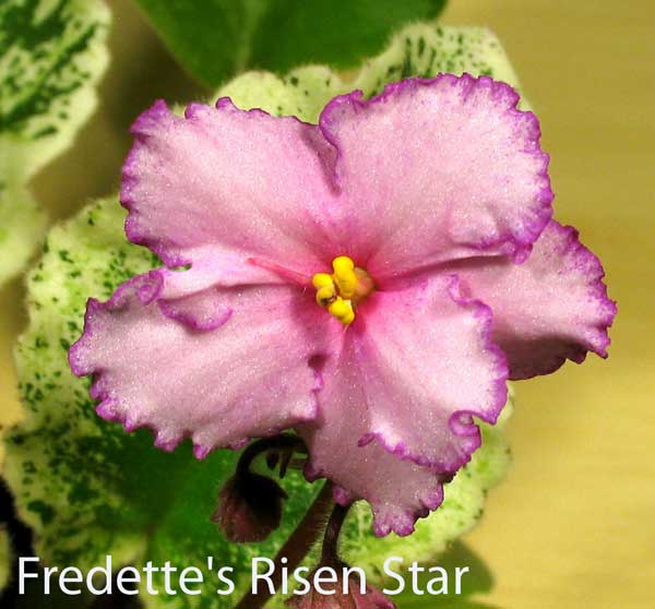 Fredette's-Risen-Star...jpg