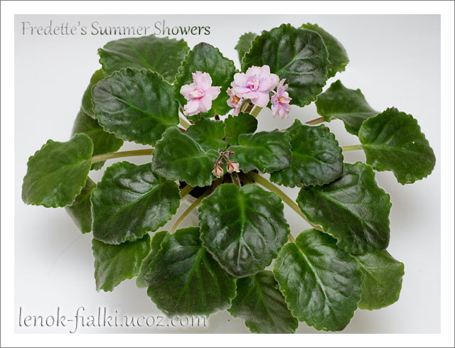 fredette's-Summer_showers.jpg