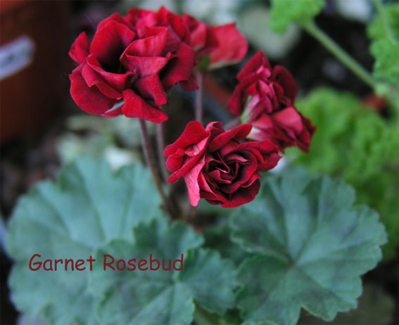 Garnet-Rosebud.jpg