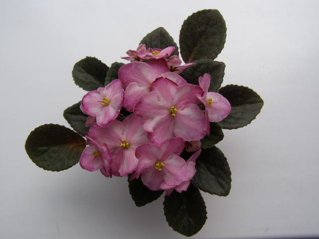 Glitter Surprise.jpg