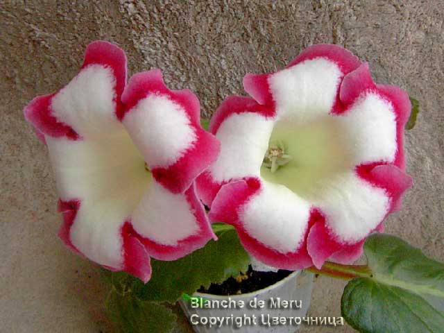 Gloxinia-Blanche-de-Meru.jpg