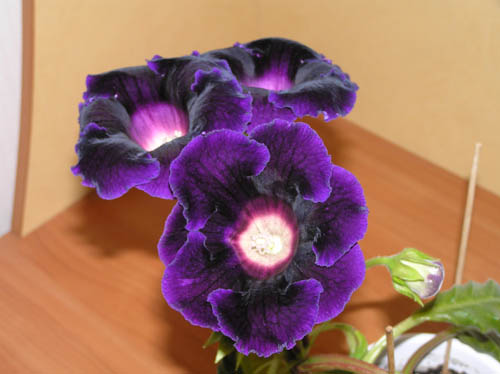 Gloxinia Hollywood.jpg