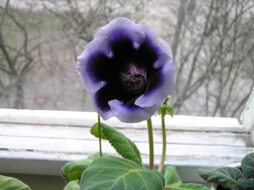 Gloxinia Kaiser Wilhelm.jpg