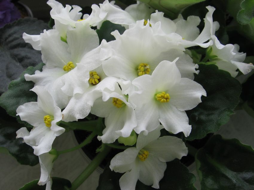 Golden Autumn_0217.jpg