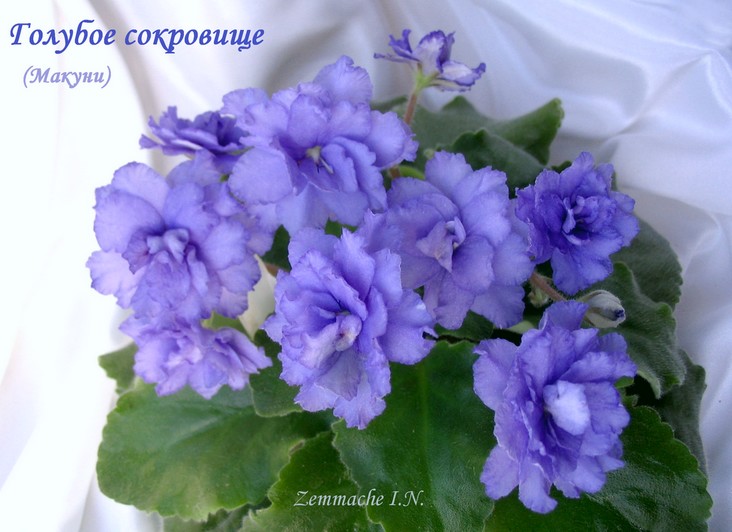 Golouboie Sokrovistche +.jpg