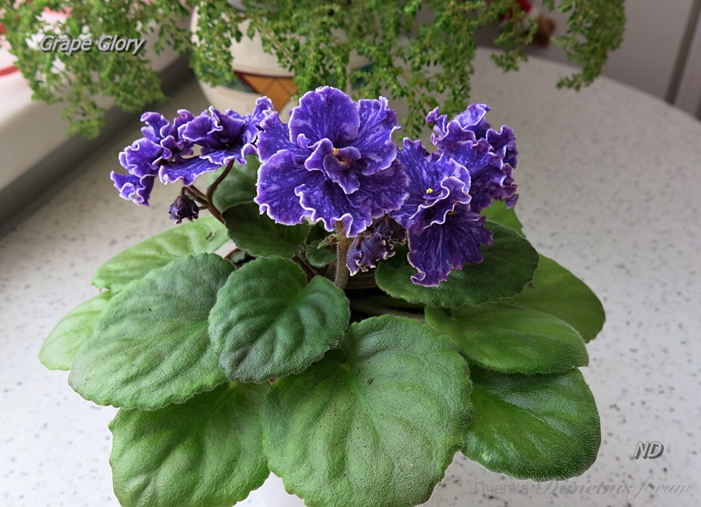 Grape Glory2.JPG