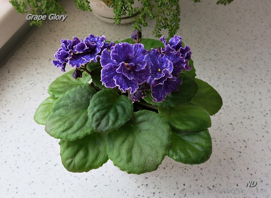 Grape Glory3.JPG