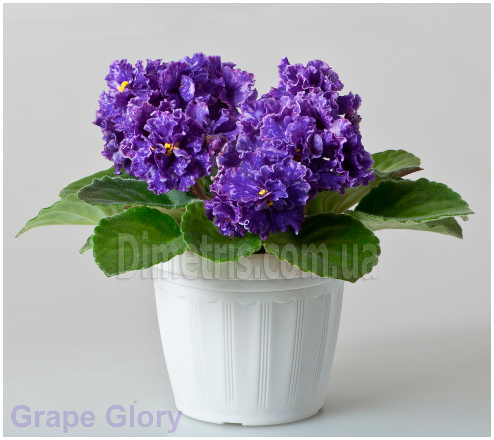 Grape-Glory-.jpg