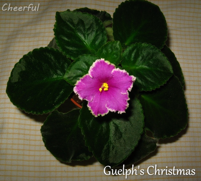 Guelph's Christmas 27.12.14.jpg