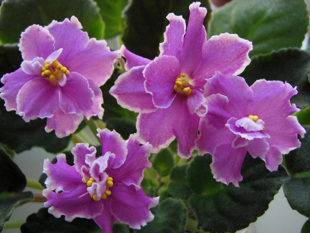 Guelph's Crisrmas.JPG