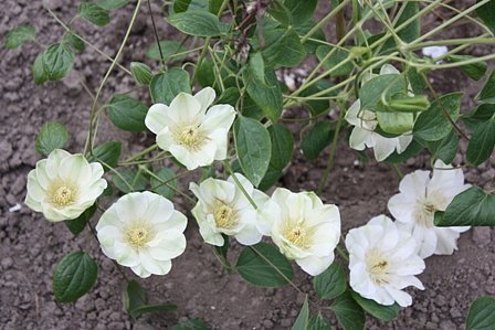 Guernsey Cream 1.jpg