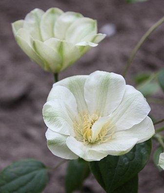 Guernsey Cream 3.jpg