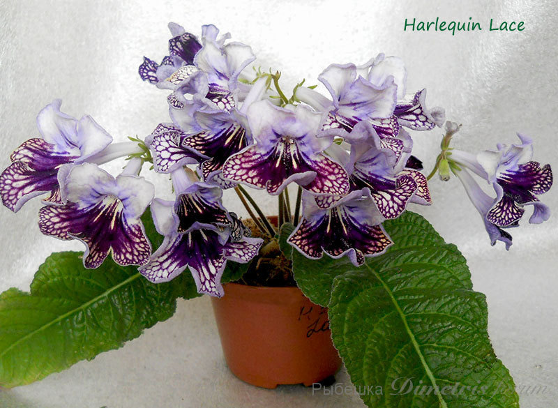 Harlequin-Lace1.jpg
